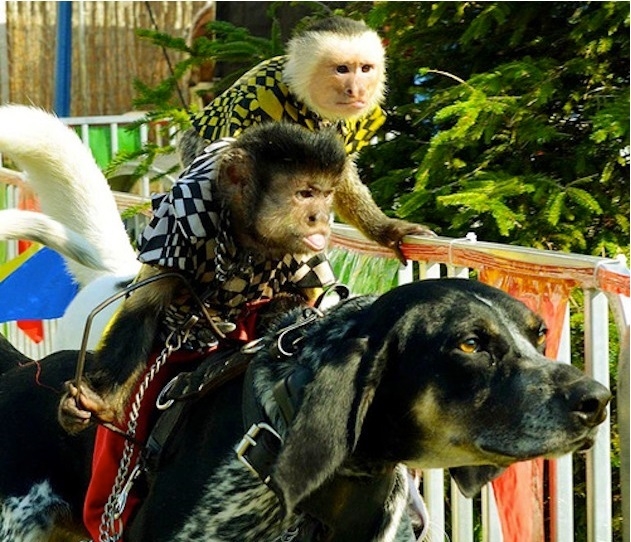 pasażer na gapę- małpka na psie.jpg